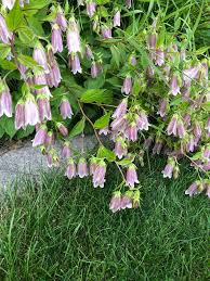Attēlu rezultāti vaicājumam “Campanula cervicaria flower”