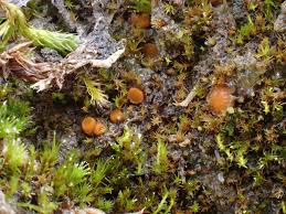 Attēlu rezultāti vaicājumam “Lamprospora tortulae-ruralis”