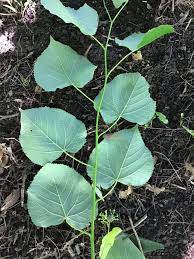 Attēlu rezultāti vaicājumam “Tilia americana”