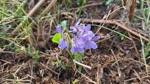 Attēlu rezultāti vaicājumam “Viola rupestris bud”