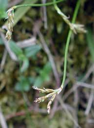 Attēlu rezultāti vaicājumam “Carex ornithopoda leaf”