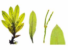 Attēlu rezultāti vaicājumam “Fissidens gracilifolius”