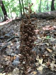 Attēlu rezultāti vaicājumam “Neottia nidus-avis fruit”