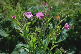 Attēlu rezultāti vaicājumam “Epilobium hirsutum leaf”