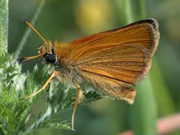 Attēlu rezultāti vaicājumam “Thymelicus lineola male”