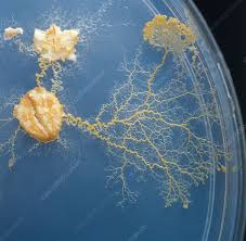 Attēlu rezultāti vaicājumam “Physarum penetrale stalked”