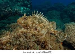 Image result for Scorpaena porcus