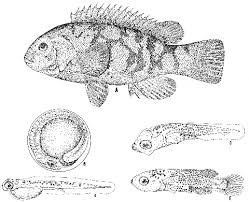 Image result for Tautoga onitis