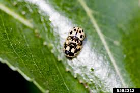 Attēlu rezultāti vaicājumam “Propylea quatuordecimpunctata”