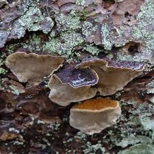 Attēlu rezultāti vaicājumam “Phellinus nigrolimitatus”