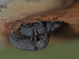 Attēlu rezultāti vaicājumam “Bolitophagus reticulatus imago”