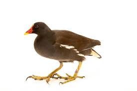 Attēlu rezultāti vaicājumam “Gallinula chloropus”