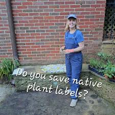 Attēlu rezultāti vaicājumam “Xylita laevigata”