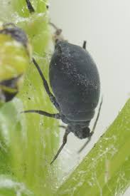 Attēlu rezultāti vaicājumam “Aphis jacobaeae”