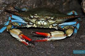 Image result for Callinectes sapidus