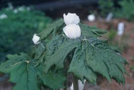 Attēlu rezultāti vaicājumam “Podophyllum hexandrum flower”