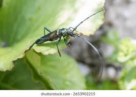 Attēlu rezultāti vaicājumam “Aromia moschata”