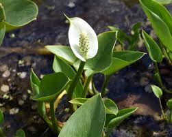 Attēlu rezultāti vaicājumam “Calla palustris leaf”