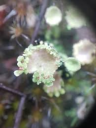 Attēlu rezultāti vaicājumam “Cladonia pyxidata”
