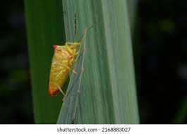 Attēlu rezultāti vaicājumam “Acanthosoma haemorrhoidale imago”