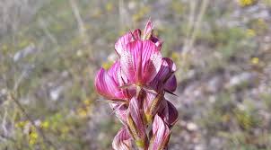 Attēlu rezultāti vaicājumam “Onobrychis arenaria”