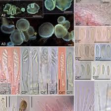 Attēlu rezultāti vaicājumam “Hyaloscypha hyalina”