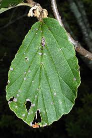 Attēlu rezultāti vaicājumam “Hamamelis vernalis leaf”