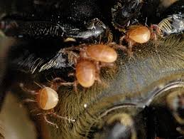 Attēlu rezultāti vaicājumam “Poecilochirus sp.”