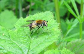 Attēlu rezultāti vaicājumam “Leucozona lucorum”
