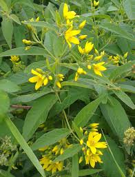 Attēlu rezultāti vaicājumam “Lysimachia vulgaris fruit”