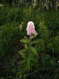 Attēlu rezultāti vaicājumam “Spiraea salicifolia flower”