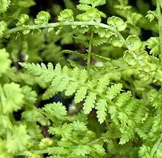 Attēlu rezultāti vaicājumam “Athyrium filix-femina”