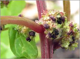 Attēlu rezultāti vaicājumam “Chenopodium polyspermum var. acutifolium flower”