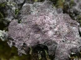 Attēlu rezultāti vaicājumam “Nectriopsis violacea”