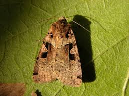 Attēlu rezultāti vaicājumam “Xestia triangulum”