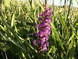 Attēlu rezultāti vaicājumam “Gymnadenia conopsea flower”