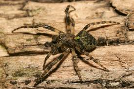 Attēlu rezultāti vaicājumam “Gibbaranea gibbosa”