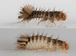 Attēlu rezultāti vaicājumam “Anthrenus sp. imago”