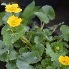 Attēlu rezultāti vaicājumam “Caltha palustris”