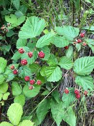 Attēlu rezultāti vaicājumam “Rubus nessensis”