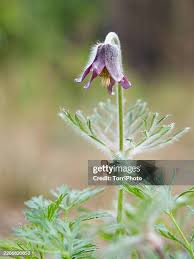 Attēlu rezultāti vaicājumam “Pulsatilla pratensis”