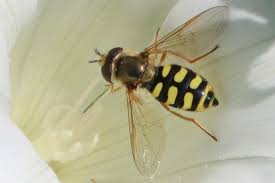 Attēlu rezultāti vaicājumam “Eupeodes nielseni”