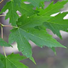 Attēlu rezultāti vaicājumam “Acer saccharinum leaf”
