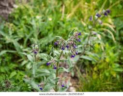 Attēlu rezultāti vaicājumam “Pulmonaria angustifolia flower”