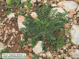 Attēlu rezultāti vaicājumam “Poterium sanguisorba”