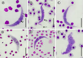 Image result for Pseudomyxus capensis
