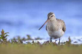 Attēlu rezultāti vaicājumam “Limosa lapponica”