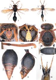 Attēlu rezultāti vaicājumam “Eumenes sp.”