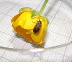 Attēlu rezultāti vaicājumam “Byturus ochraceus”