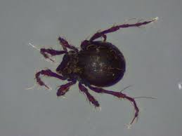 Attēlu rezultāti vaicājumam “Belbodamaeus sp.”